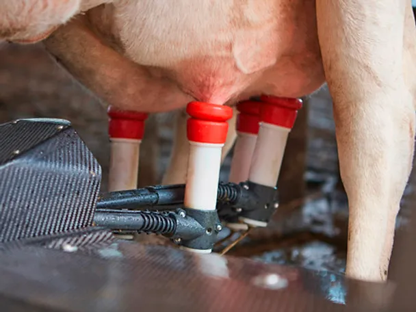 HWS_Melkroboter_074_rdax_439x329