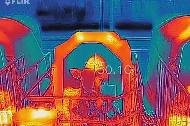 tele pod toplinskim stresom u Iglu-u