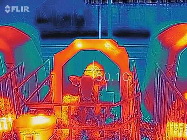 tele pod toplinskim stresom u Iglu-u