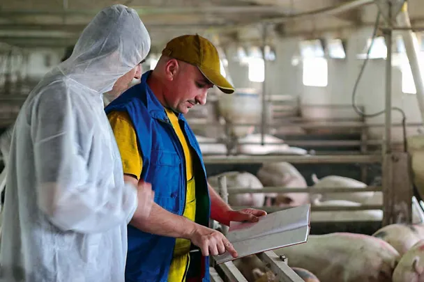 higijena u štalama za svinje