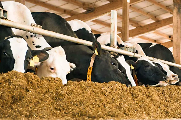 Krava na hranidbenom stolu Krava na hranidbenom stolu