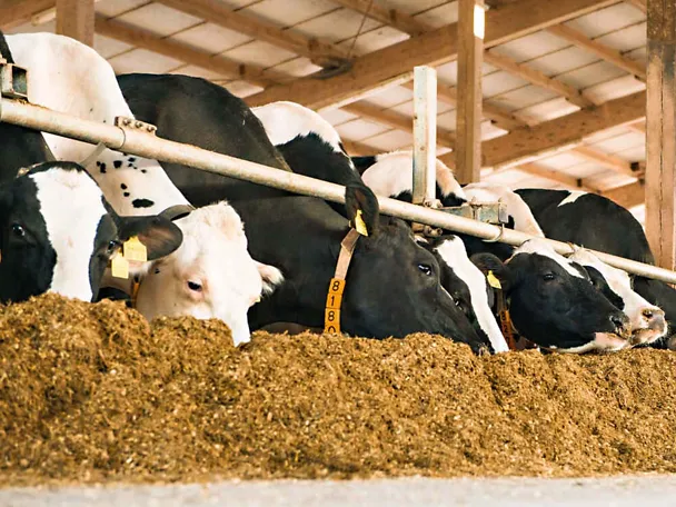 Krava na hranidbenom stolu