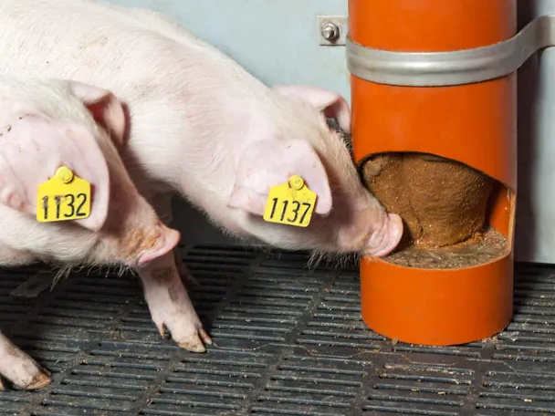 prasad sa SCHAUMANN SIXPIG prasad sa SCHAUMANN SIXPIG