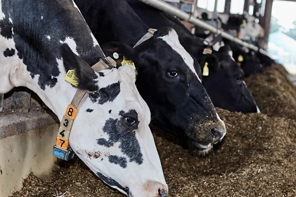 krave na hranidbenom stolu