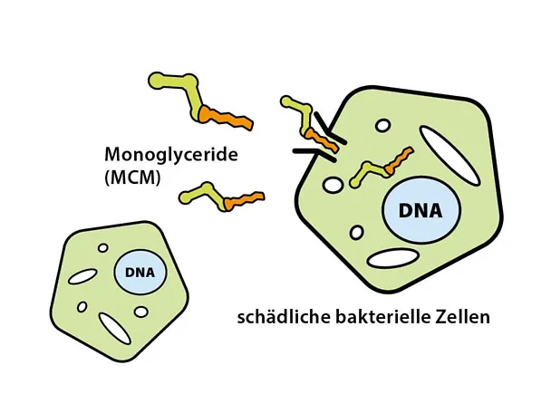 Monogliceridi