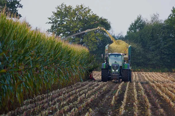 silaža kukuruza u žetvi silaža kukuruza u žetvi