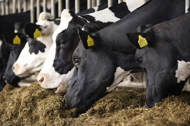 Krave na hranidbenom stolu