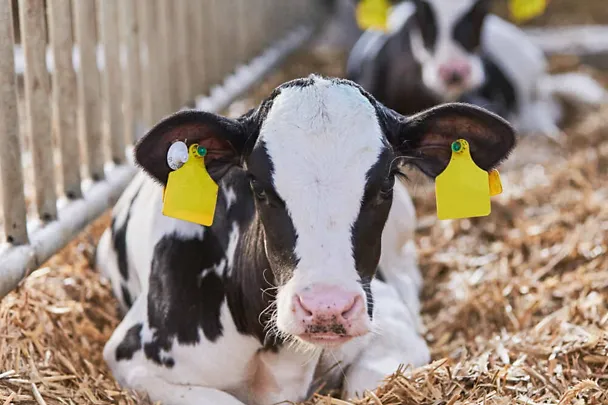 tele na slami tele na slami