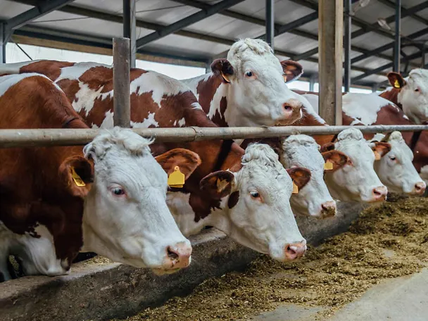 Simentalke na hranidbenom stolu