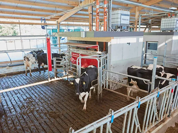 TIRSANA AMS iu štali