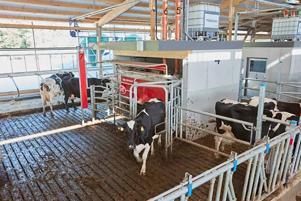 Stall mit TIRSANA AMS