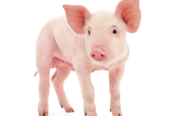 Ferkel