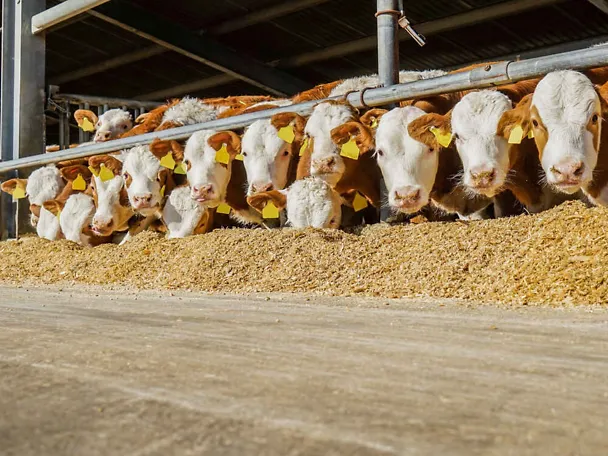 bikovi na hranidbenom stolu