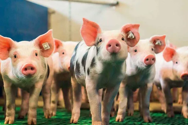 SCHAUMA PRO TAB brine o fitnesu odbijene prasadi