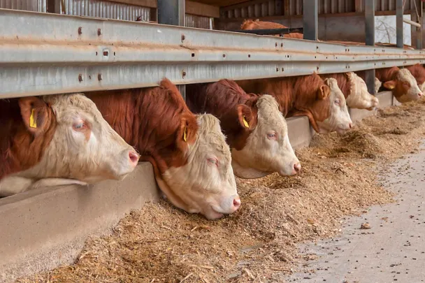 Mastbullen fressen am Trog