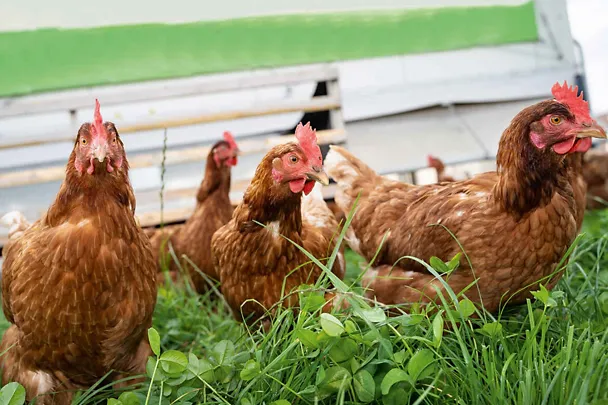 Legehennen vor Mobilstall
