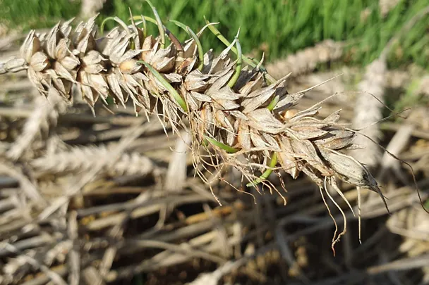 Auswuchs im Getreide