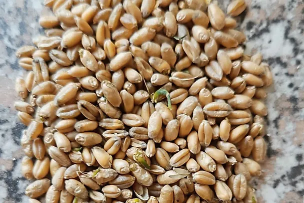 Gekeimte Getreidekörner