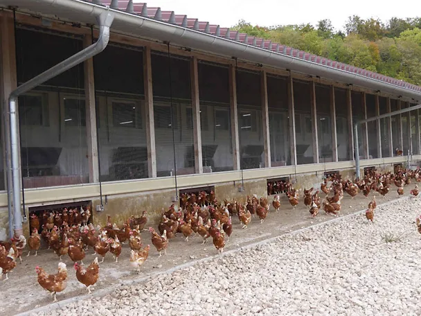 Nesilice iz Samostanskog Dobra Neresheims