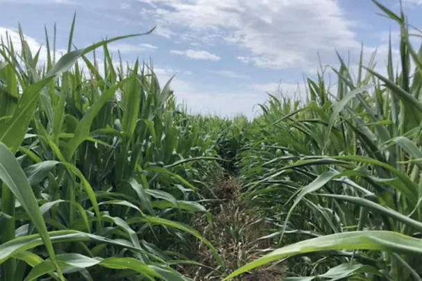 kukuruzno polje sa i bez boncrop-a