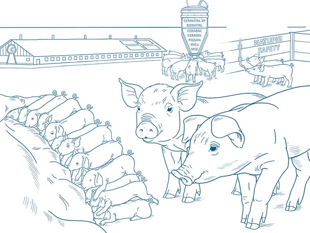 odgoj prasadi sa SCHAUMANN-konceptom