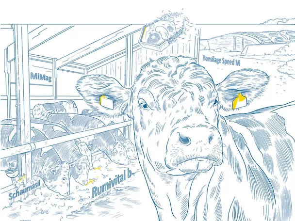 Hranidba junadi uz SCHAUMANN