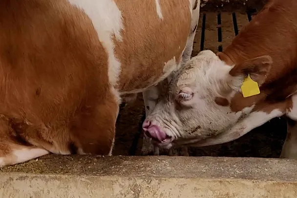 Fleckviehbulle im Stall beim Harnsaufen